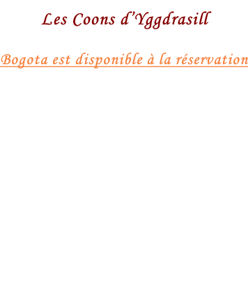 Les Coons d’Yggdrasill  Bogota est disponible à la réservation
